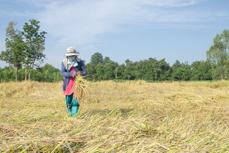 Thai farmer harvesting rice in the rice field in summerの写真素材