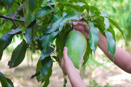 Hands of woman harvesting fresh green mango in nature fruit garden in Thailandの写真素材