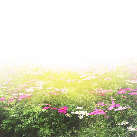 The field of fresh and natural colorful cosmos flower, flower meadowsの写真素材