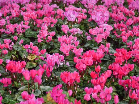 Close-up shot scenic landscape of fresh and natural pink flower meadowsの写真素材