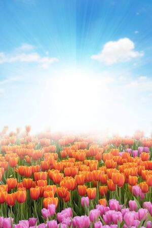 Fresh and nature a group of colorful tulip blooming in the garden select focus shallow depth of field, tulip flower backgroundの写真素材