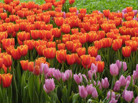 Fresh and nature a group of colorful tulip blooming in the garden select focus shallow depth of field, tulip flower backgroundの写真素材