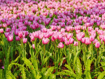 Fresh and nature a group of colorful tulip blooming in the garden select focus shallow depth of field, tulip flower backgroundの写真素材