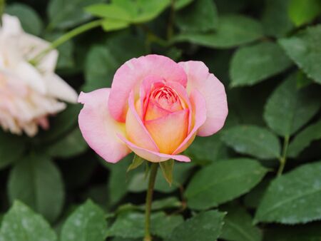 Close-up shot blooming fresh and natural rose flower against a green meadow select focus shallow depth of field
の写真素材