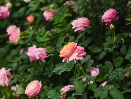 Close-up shot blooming fresh and natural rose flower against a green meadow select focus shallow depth of field
の写真素材