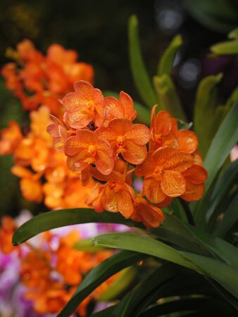 Close-up shot bouquet of a fresh and natural colorful tropical orchid select focus shallow depth of fieldの写真素材
