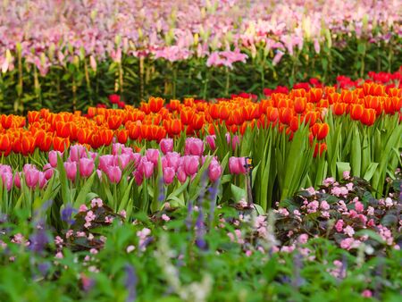 Fresh and nature a group of colorful tulip blooming in the garden select focus shallow depth of field, tulip flower backgroundの写真素材
