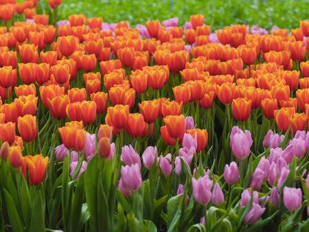 Fresh and nature a group of colorful tulip blooming in the garden select focus shallow depth of field, tulip flower backgroundの写真素材
