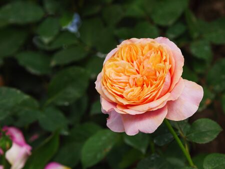 Close-up shot blooming fresh and natural rose flower against a green meadow select focus shallow depth of fieldの写真素材