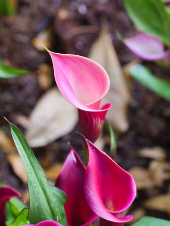 Close-up shot bouquet of a fresh and natural colorful tropical  Anthurium flower select focus shallow depth of fieldの写真素材