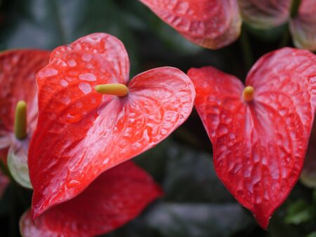 Close-up shot bouquet of a fresh and natural colorful tropical  Anthurium flower select focus shallow depth of fieldの写真素材