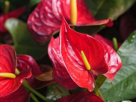 Close-up shot bouquet of a fresh and natural colorful tropical  Anthurium flower select focus shallow depth of fieldの写真素材