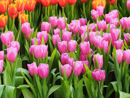 Fresh and nature a group of colorful tulip blooming in the garden select focus shallow depth of field, tulip flower backgroundの写真素材