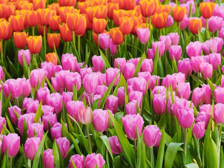 Fresh and nature a group of colorful tulip blooming in the garden select focus shallow depth of field, tulip flower backgroundの写真素材