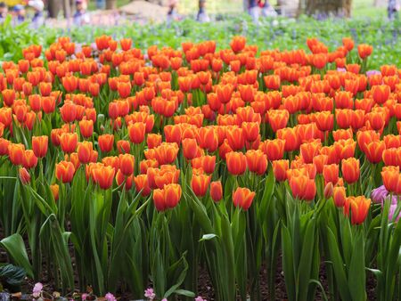 Fresh and nature a group of colorful tulip blooming in the garden select focus shallow depth of field, tulip flower backgroundの写真素材
