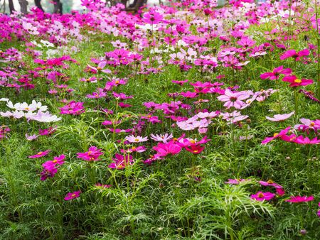 The field of fresh and natural colorful cosmos flower, flower meadowsの写真素材