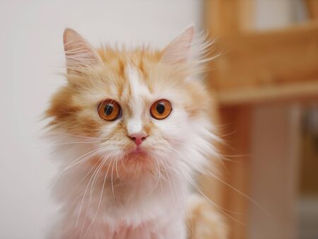 Close-up shot Persian kitten sitting and look, select focus shallow depth of fieldの写真素材