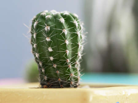 Small fresh and green succulent plant cactus on white wooden table, select focus shallow depth of...