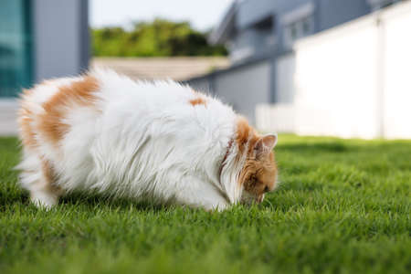 The cute Persian cat is eating herbal grass on a green grass field, for pet natural medical and organic concept, selective focus shallow depth of fieldの写真素材