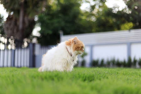 The cute Persian cat sitting on the green grass field, and looking something, selective focus shallow depth of fieldの写真素材