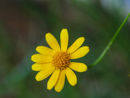 Small fresh and nature blooming yellow daisy, Close-up shot, select focus shallow depth of fieldの写真素材