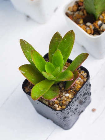 Small fresh and green succulent plant on white wooden tableの写真素材