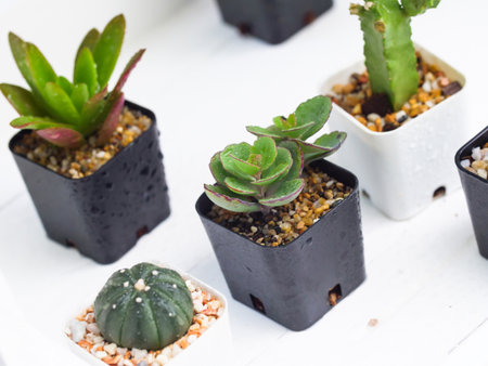 Small fresh and green succulent plant on white wooden tableの写真素材