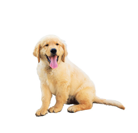 Isolated an adorable Golden retriever puppy lying and smiling with hanging tongue - studio shot on the white background.の写真素材