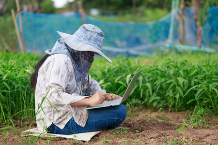 Thai farmer is using a laptop computer in a fresh morning glory vegetable farm, organic healthy food and technology concept, select focus shallow depth of fieldの写真素材
