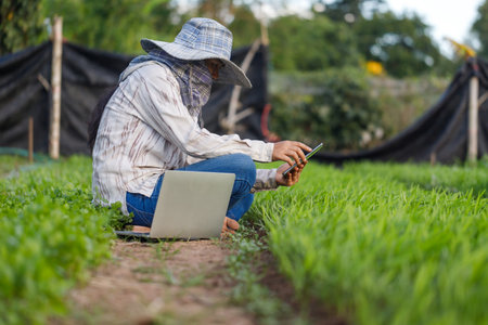 Thai farmer using a smartphone in the morning glory vegetable farm, for the organic and smart farming concept, select focus shallow depth of fieldの写真素材