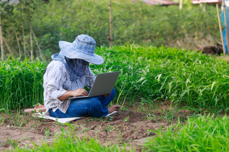 Thai farmer is using a laptop computer in a fresh morning glory vegetable farm, organic healthy food and technology concept, select focus shallow depth of fieldの写真素材
