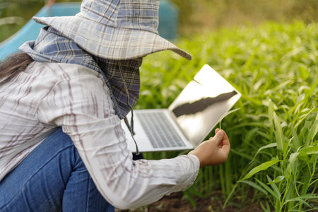 Thai farmer is using a laptop computer in a fresh morning glory vegetable farm, organic healthy food and technology concept, select focus shallow depth of fieldの写真素材