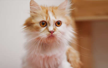 Close-up shot Persian kitten sitting and look, select focus shallow depth of fieldの写真素材
