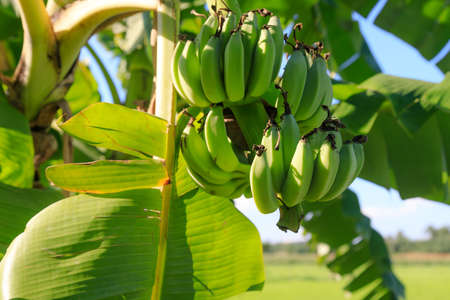 The big bunch of unripe banana fruit tree. The fresh and natural raw green banana is hung on a tree. Raw bananas in the jungleの写真素材
