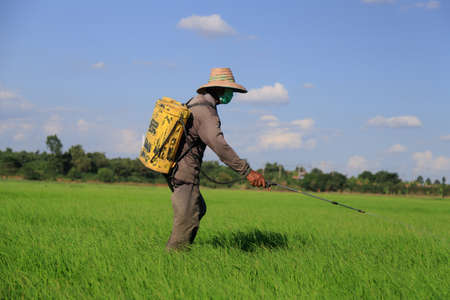 The farmer injecting a pesticide into the crops of fresh and natural rice farm, the chemistry and inorganic agriculture styleの写真素材