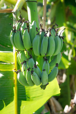 The big bunch of unripe banana fruit tree. The fresh and natural raw green banana is hung on a tree. Raw bananas in the jungleの写真素材