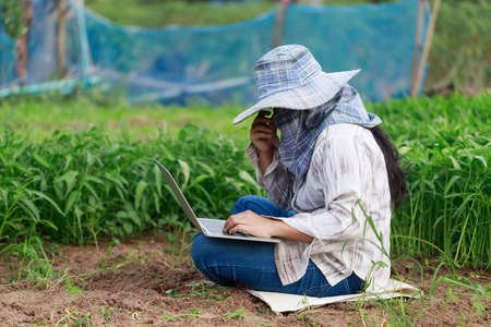 Thai farmer is using a laptop computer in a fresh morning glory vegetable farm, organic healthy food and technology concept, select focus shallow depth of fieldの写真素材
