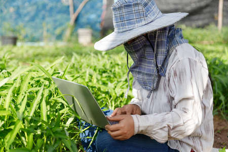 Thai farmer is using a laptop computer in a fresh morning glory vegetable farm, organic healthy food and technology concept, select focus shallow depth of fieldの写真素材