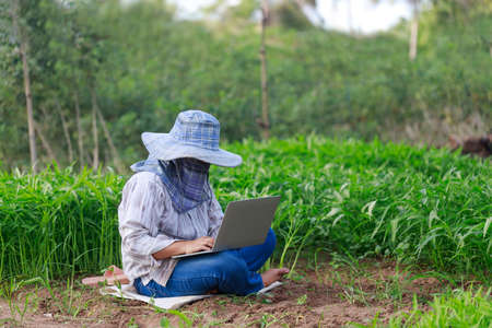 Thai farmer is using a laptop computer in a fresh morning glory vegetable farm, organic healthy food and technology concept, select focus shallow depth of fieldの写真素材