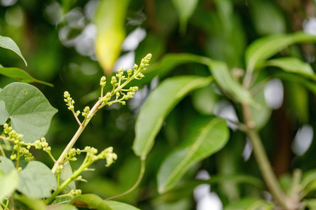 Mango blossoms are blooming before fruiting.
The mango bouquet of mango flower is bloom in the natureの写真素材