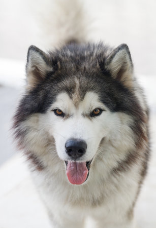 Fluffy Siberian Husky dog male outdoorsの写真素材