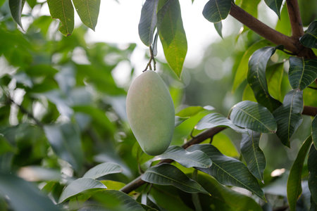 Fresh of unripe green mango fruit on the mango tree. Natural and organic high vitamin fruit from nature. Mangifera Indica L. mango fruitの写真素材