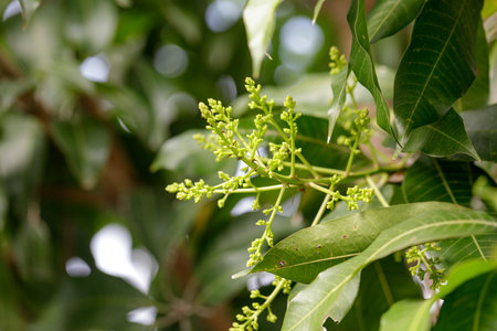 Mango blossoms are blooming before fruiting.
The mango bouquet of mango flower is bloom in the natureの写真素材