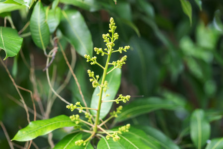 Mango blossoms are blooming before fruiting.の写真素材