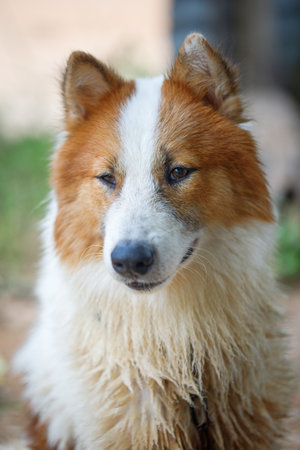 A loyal and cheerful Thai Bangkaew dog with fluffy white and brown furの写真素材