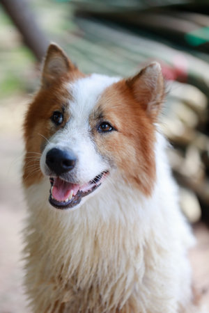 A loyal and cheerful Thai Bangkaew dog with fluffy white and brown furの写真素材