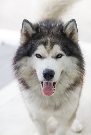 Fluffy Siberian Husky dog male outdoors