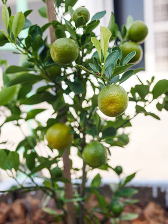 Close-up of fresh green kumquat fruit growing on tree in natural garden. Concept of organic citrus,...