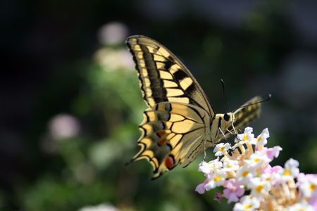 wild butterfly