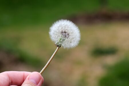 hand holding a dandelion for a wishの写真素材